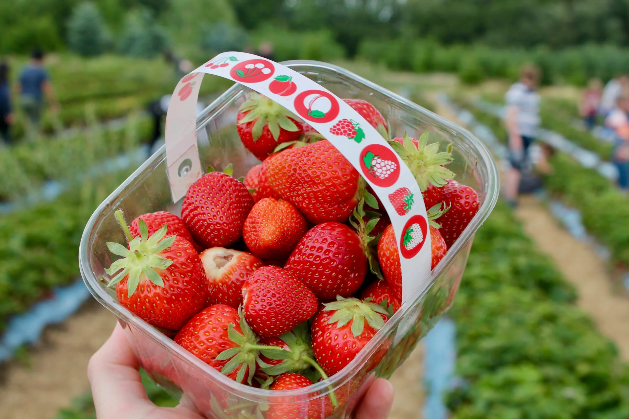 Where to go strawberry picking near Bristol In 2024